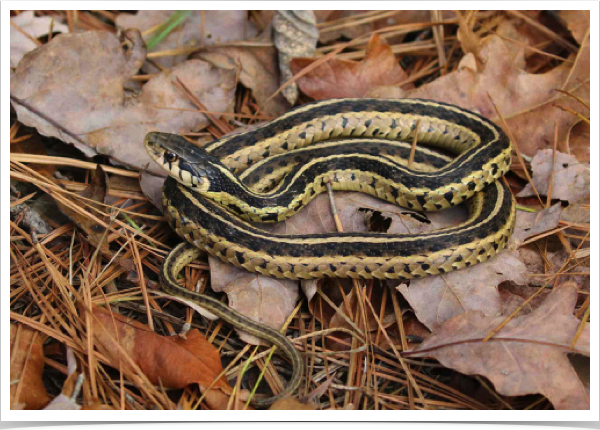 Garter Snake